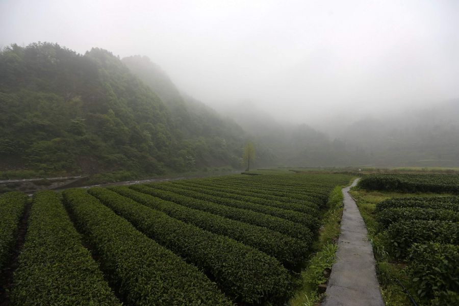 農行重慶秀山支行通過公司、基地、農戶支持當?shù)剞r民走上脫民致富